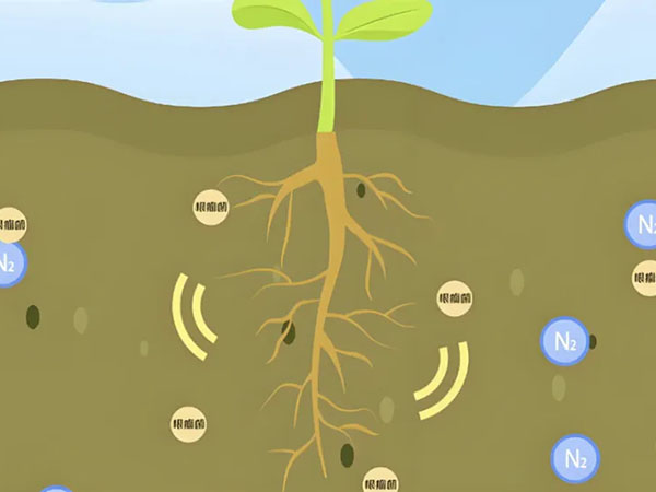 中科院微生物所：苜蓿共生固氮的氨基酸交換機(jī)制